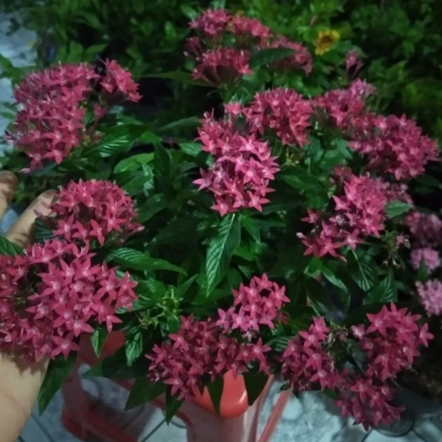 Diễm Châu ... hồng đậm