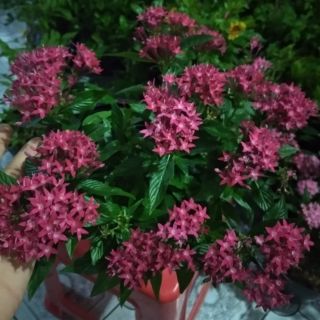 Diễm Châu ... hồng đậm