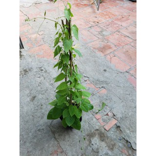 Liêm Hồ Đằng ( Râu tiên ) tặng kèm phân bón