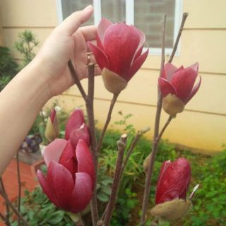 Cây hoa mộc lan size nhỏ sẵn nụ