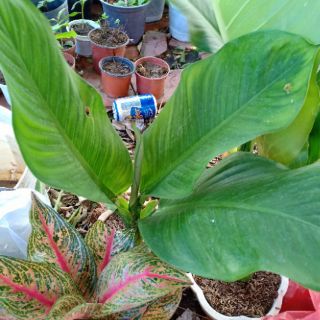 Cây đại phú gia giống