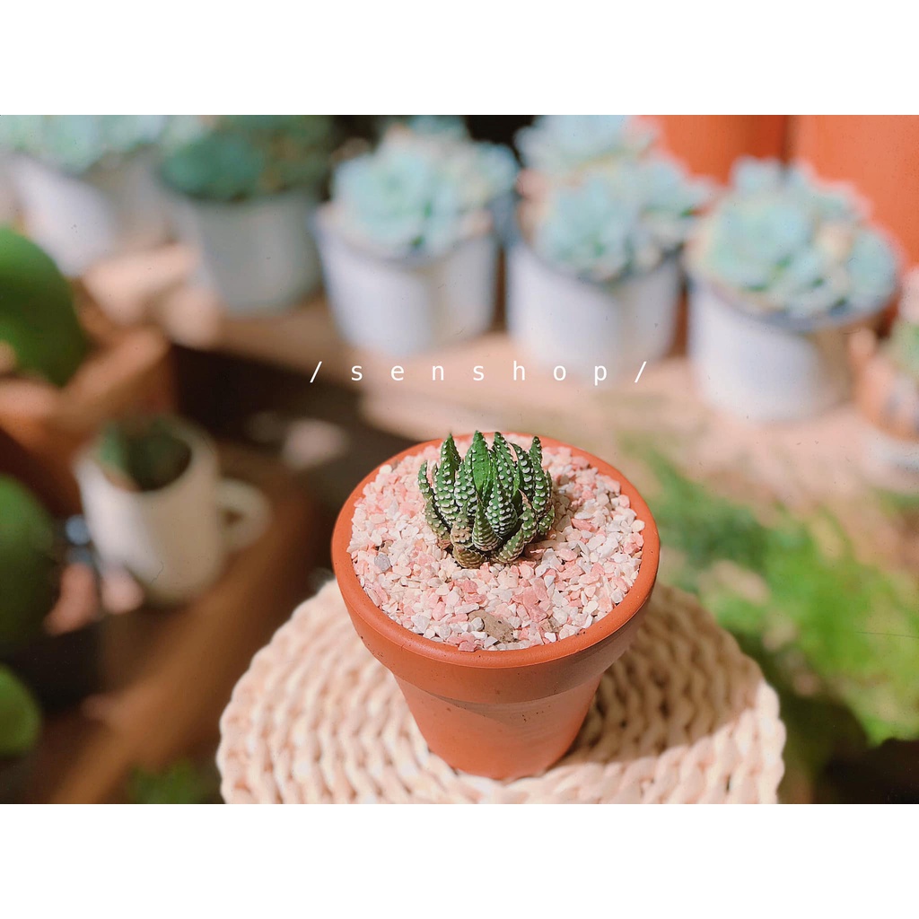 Chậu sen đá, xương rồng mini, cutie...