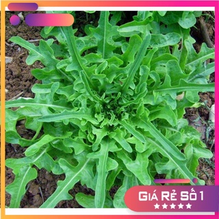 Hạt giống xà lách oak leaf xanh
