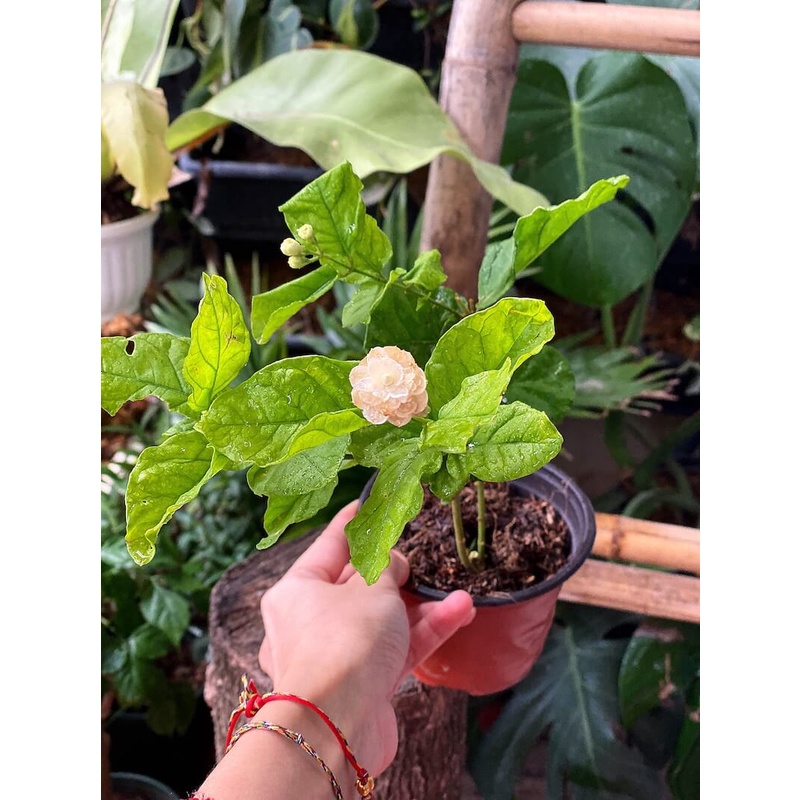 Cây Jasminum sambac Arabian (Nhài Ả Rập, cực kỳ thơm) chậu nhựa 10cm