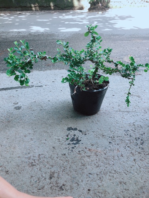 Linh Sam Núi Bonsai