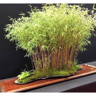 trúc tăm làm tiểu cảnh