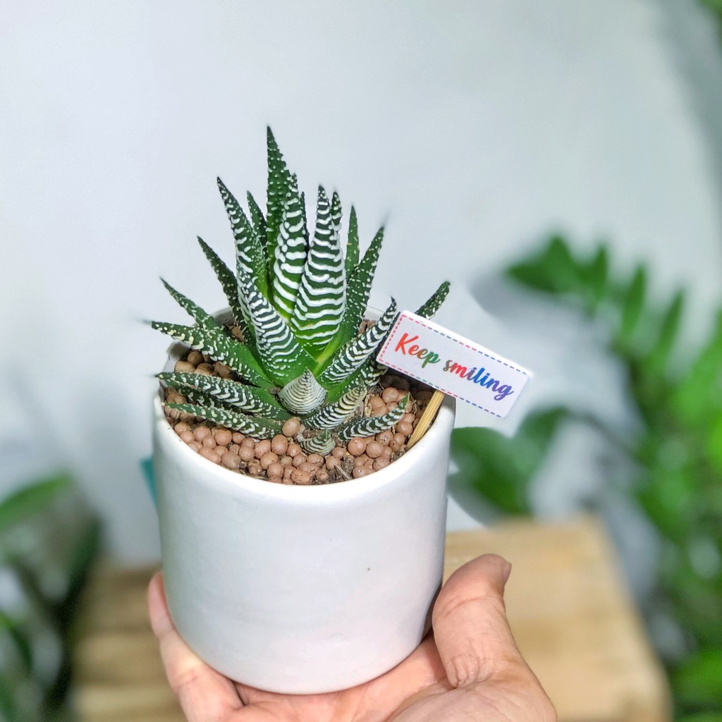 Set Cây Móng Rồng Kèm Chậu Men Mini - Goc Garden