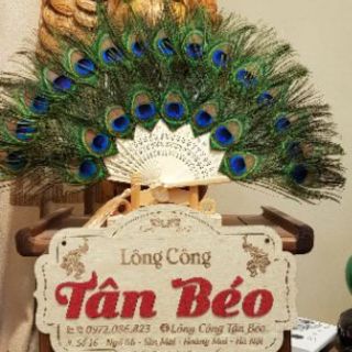 Quạt lông công loại 1