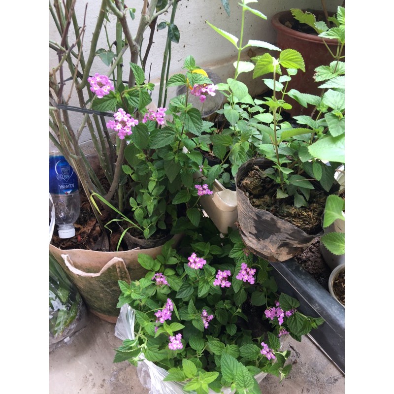 2 bầu cây giống ngũ sắc