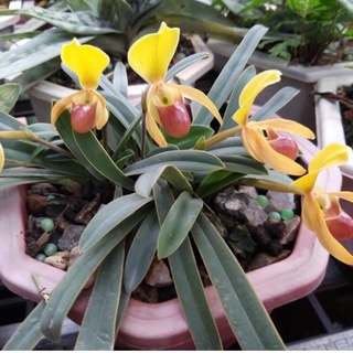 hoa lan hài helen