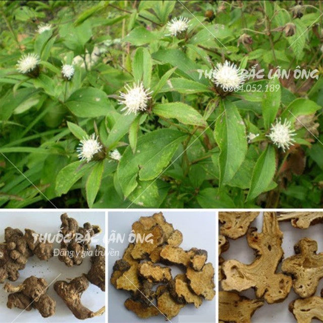 Bột Bạch Truật 100g
