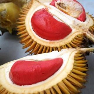 Cây giống sầu riêng ruột đỏ
