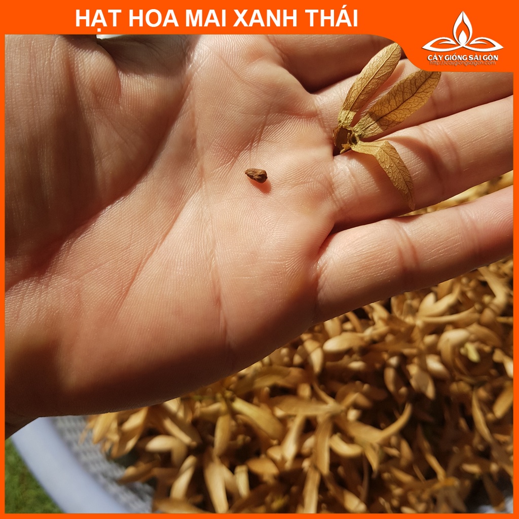 COMBO 3 GÓI HẠT HOA MAI XANH THÁI