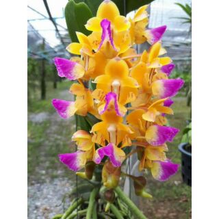 Hoa phong lan hoàng nhạn