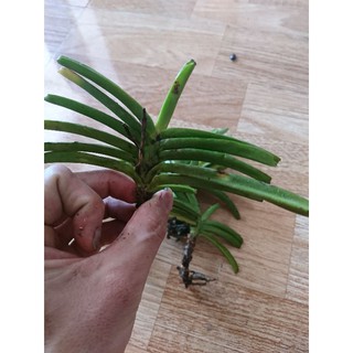 Lan hỏa hoàng cam 1 cây