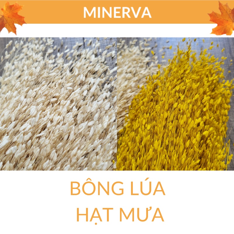 [TRANG TRÍ] Bông lúa khô cành ngắn 10 cm trang trí nhà cửa, làm đồ thủ công handmade