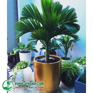 Cây cau giống vừa làm cảnh vừa thu trái