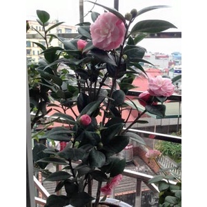 Cây Hoa Trà My Cao 20-60cm