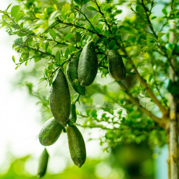 Cây Giống Chanh Ngón Tay - Figer Lime