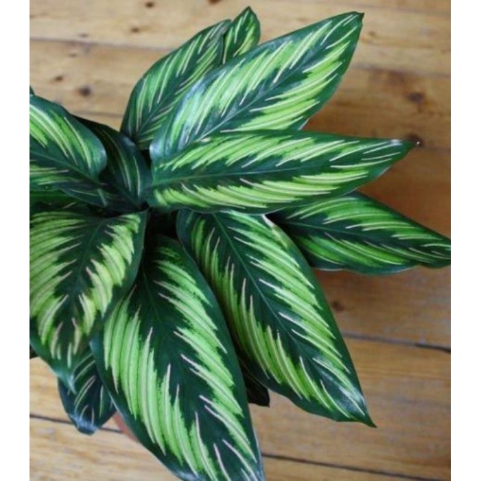 Calathea Beauty Star - Đuôi công sọc xanh tuyệt đẹp