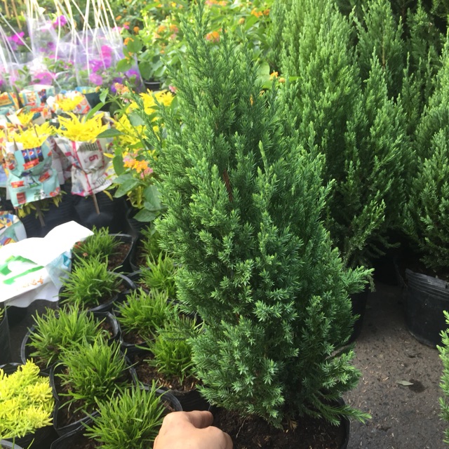 Cây sơn tùng size nhỏ 20-30