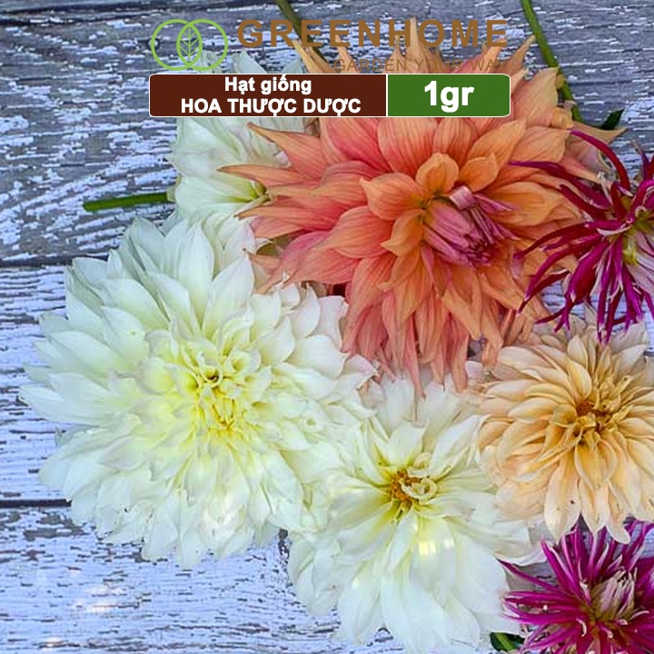 Hạt giống hoa Thược dược mix Greenhome, gói 1gr, dễ trồng, sai hoa, màu rực rỡ H05