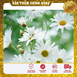 Hạt Giống Hoa Cúc Chi Trắng (50 hạt)