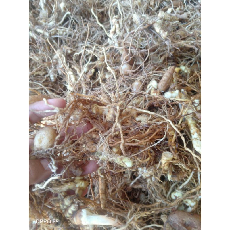 sâm đá tươi, khô rừng Kbang-Gia