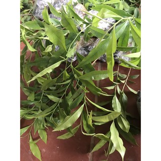 10 cây trầm hương