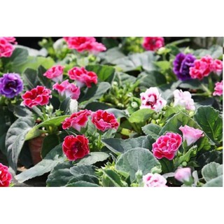 cây giống hoa tử la lan (cây đẹp như hình cuối)
