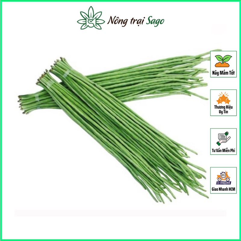 Hạt giống Đậu Đũa Ngọt Dễ Trồng, Sớm Thu Hoạch, Trái Dài 50-55cm (gói 20 gr) - Nông Trại Sago