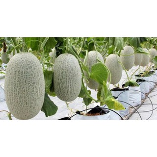[Big Sale] HẠT GIỐNG DƯA LƯỚI HARMI F1 YOU KNOWN SEED (dưa lưới mật ong)