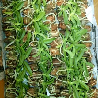 Đai châu giống đủ màu