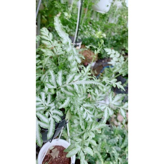 Dương Sỉ Lá Trắng