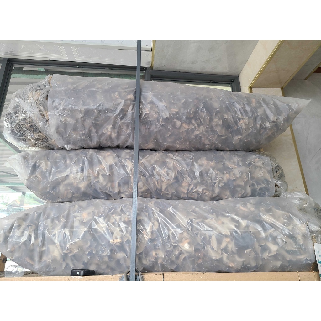 Nấm mèo - Mộc nhĩ Đà Lạt to dày
