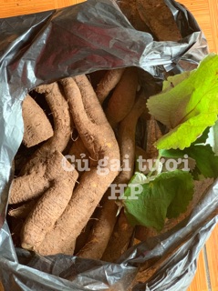 [ HÀNG LOẠI 1]  Củ gai tươi