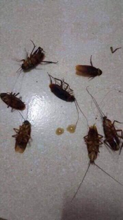 SỈ 10 lọ THUỐC DIỆT KIẾN, DIỆT GIÁN SINH HỌC - DIỆT TẬN GỐC.