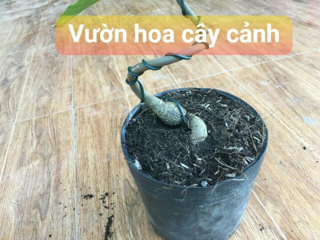 Cây Lộc vừng bonsai mini