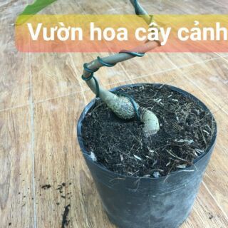 Chậu Lộc vừng bonsai mini