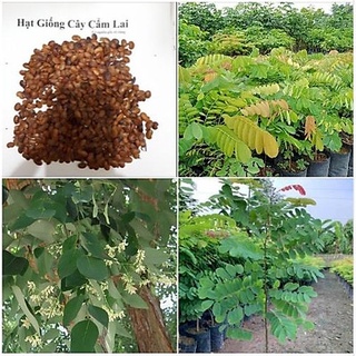 Hạt giống cây cẩm lai lấy gỗ kns16 - gói 10 hạt