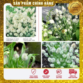 Hạt Giống Cỏ Đuôi Thỏ 50gr