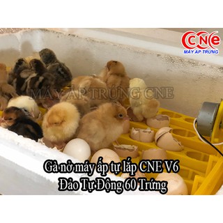  Bộ dk máy ấp cne v8