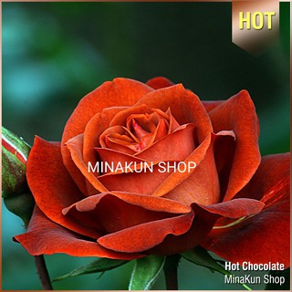 Hoa hồng ngoại Hot Chocolate Rose - MinaKun Shop
