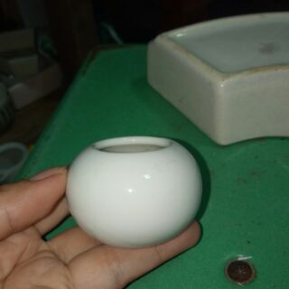 Ly gốm sứ trồng sen đá