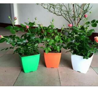Chậu vuông 16cm giá khuyến mãi