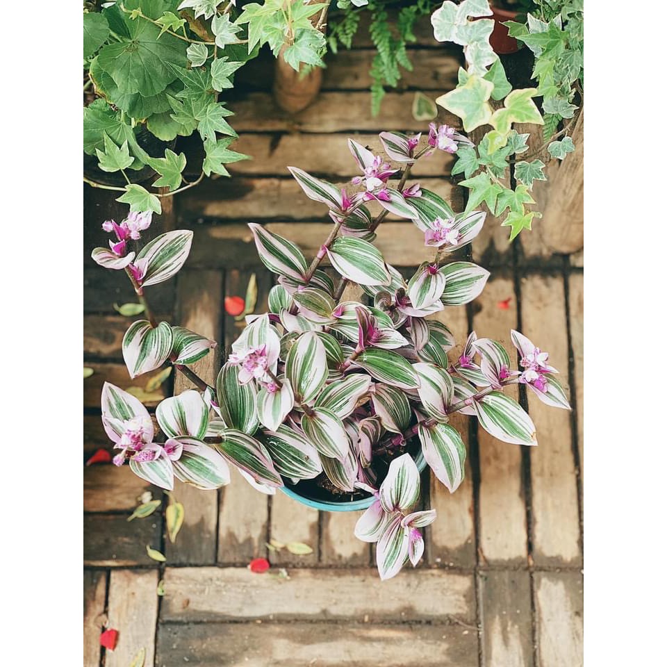 Cây Tradescantia albiflora Nanouk (Tradescantia Nanouk) - Thài Lài Hồng Nanouk, Thài Lài Đột Biến chậu nhựa