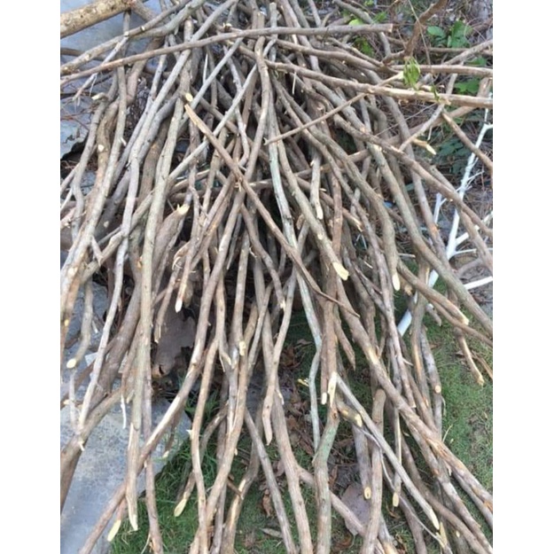 Cành cây khô