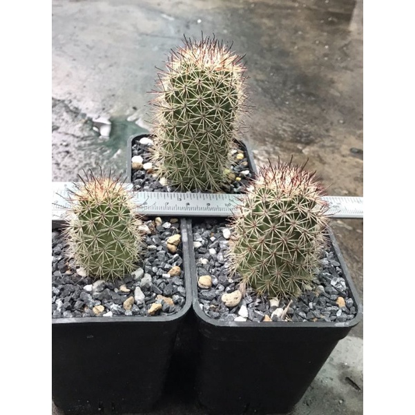Xương rồng Mammilaria - Gai móc - Hoa trắng vòng nguyệt quế