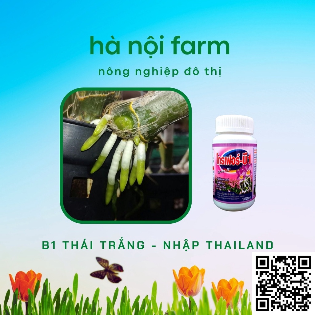B1 Thái lan trắng  tạo rễ, hấp thụ dinh dưỡng, tăng đề kháng cho cây