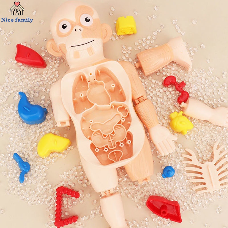 Đồ Chơi Cơ Thể Người 3D Lắp Ráp DIY Hỗ Trợ Dạy Học Y Tế Cho Bé Qy0u